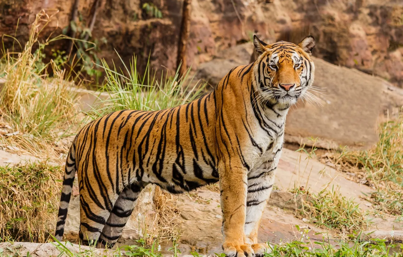 Photo wallpaper Predator, tiger, animal, big cat