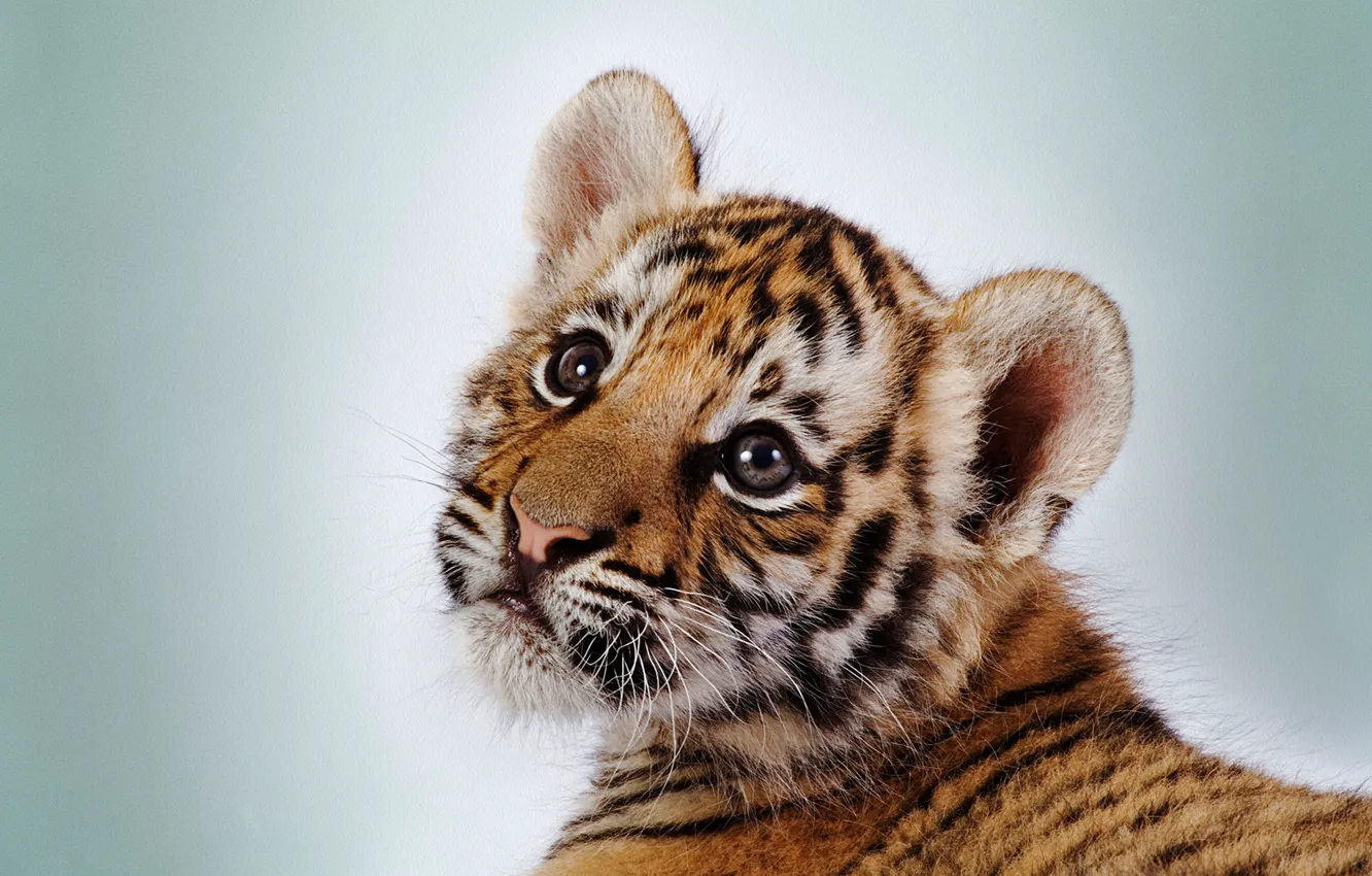 Photo wallpaper eyes, face, strips, tiger, white background, tiger