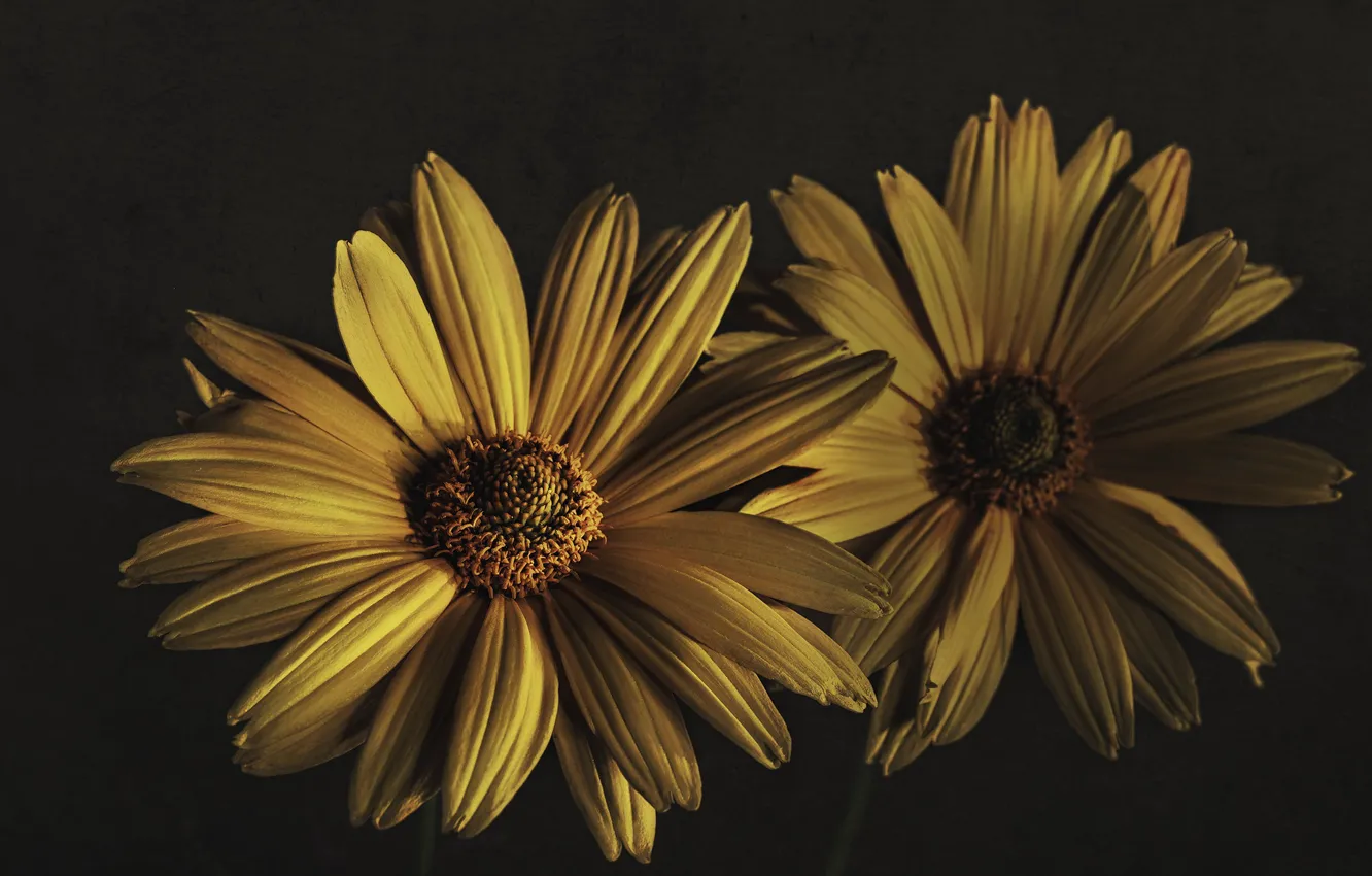 Photo wallpaper flowers, nature, background