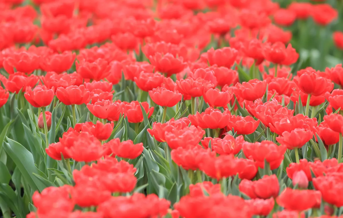 Photo wallpaper flowers, red, tulips, flowerbed, a lot, Terry