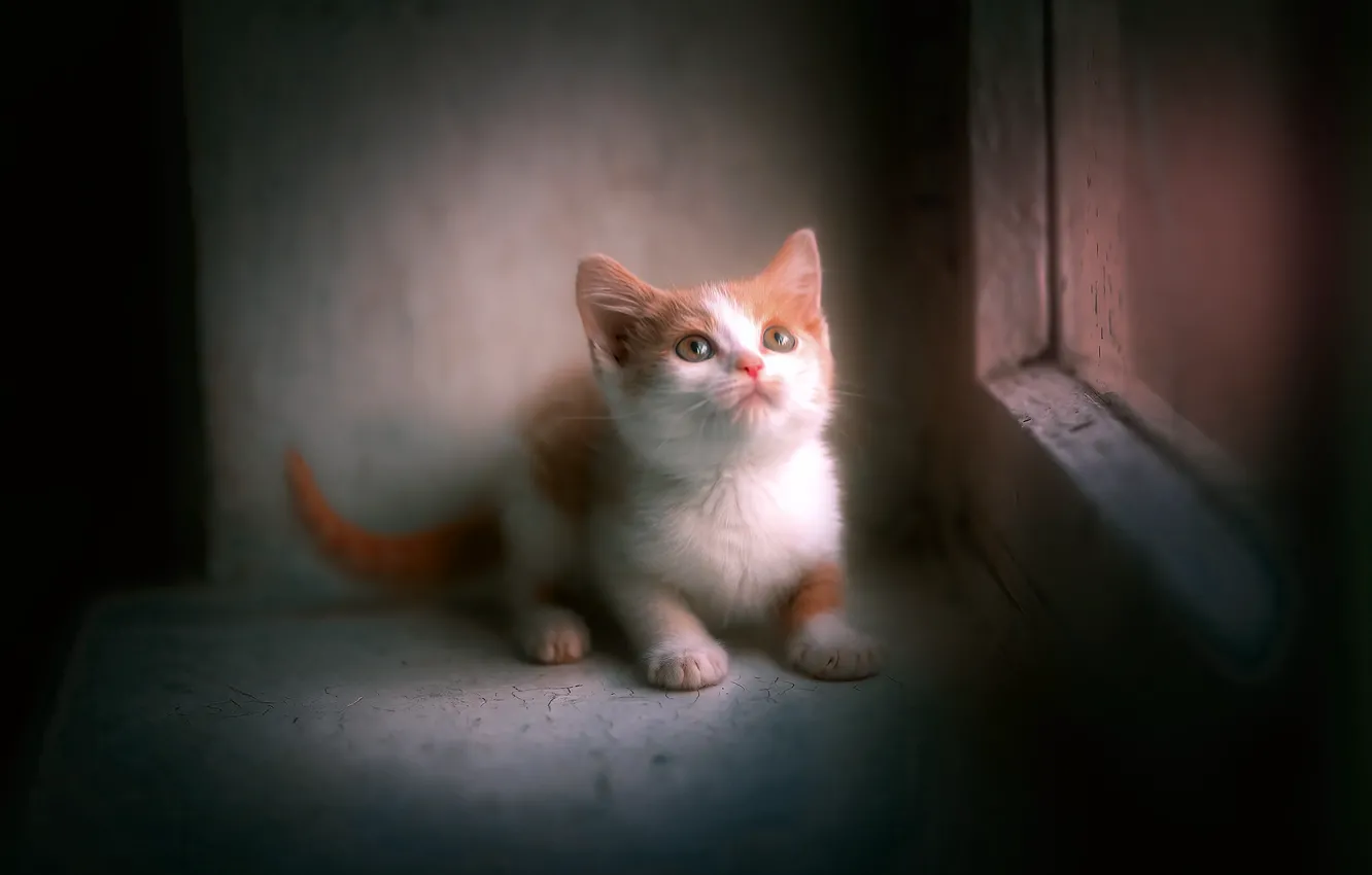 Photo wallpaper baby, kitty, Victor Kholudeev