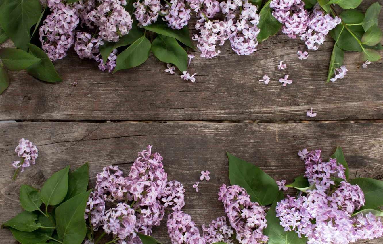 Photo wallpaper flowers, wood, flowers, lilac, lilac