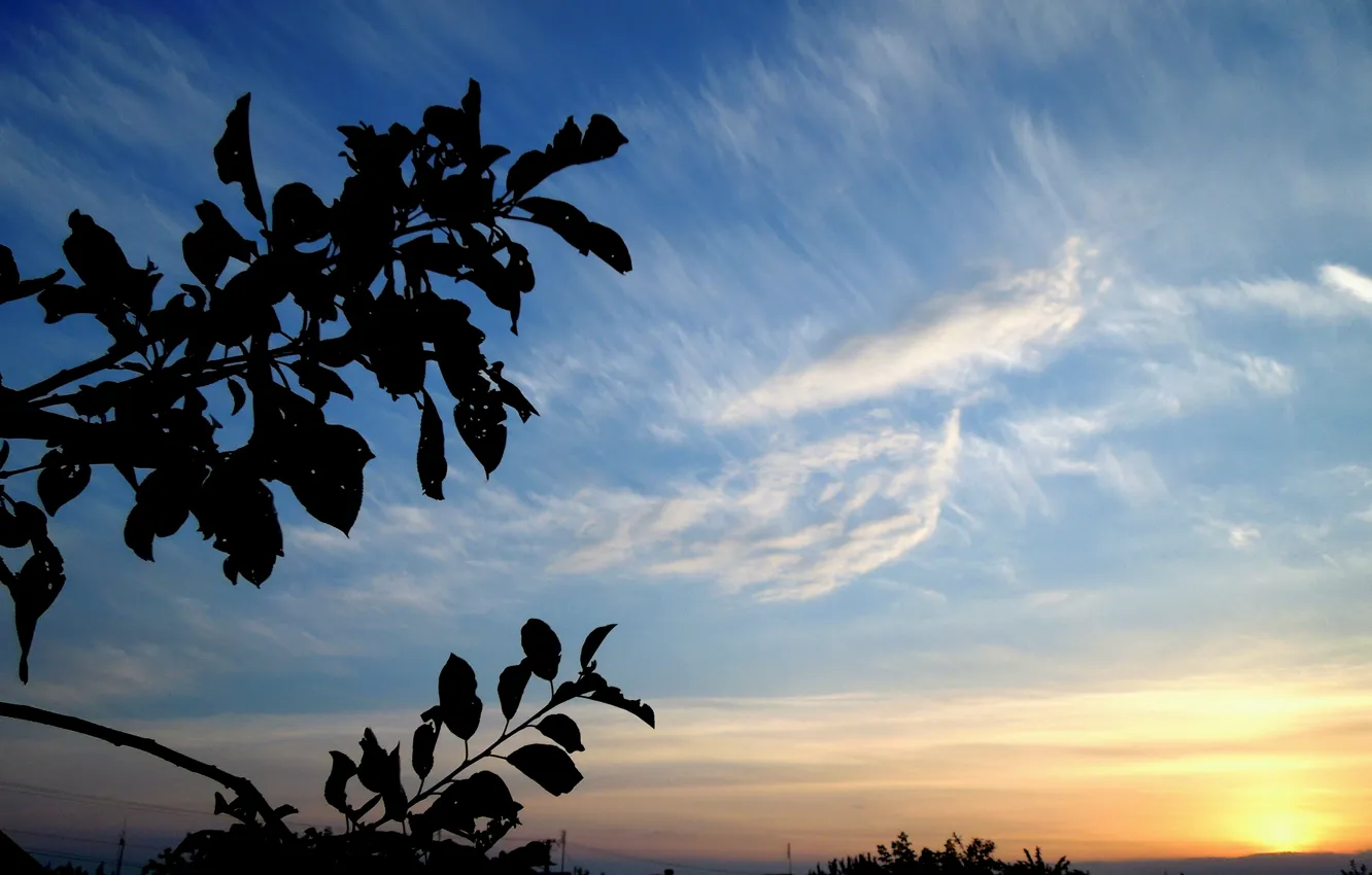 Photo wallpaper the sky, color, Sunset, branch