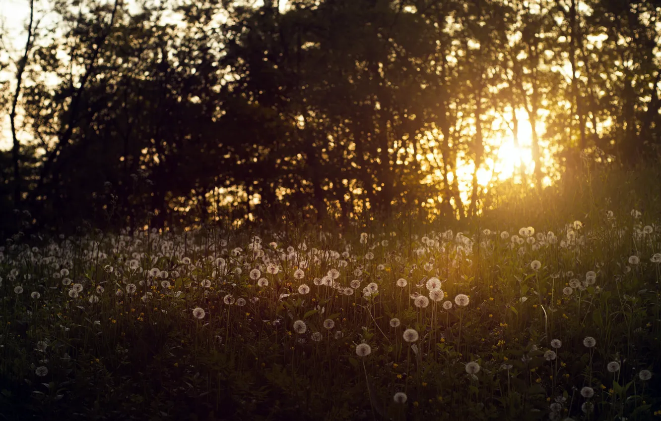 Photo wallpaper summer, sunset, nature, dandelion