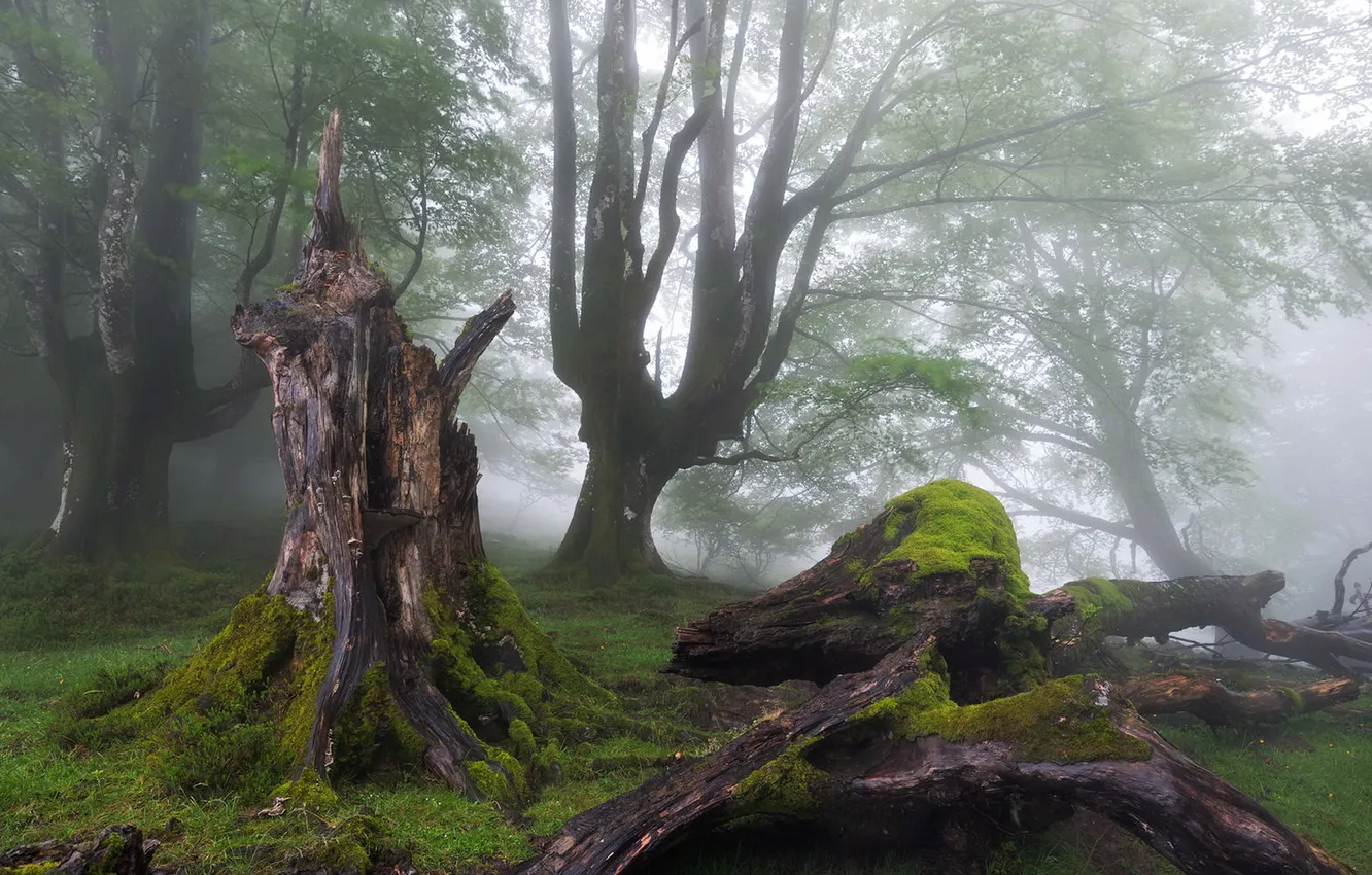 Photo wallpaper forest, fog, stump