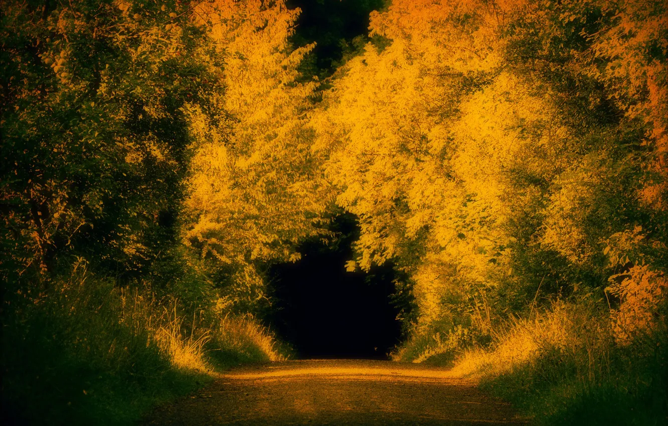 Photo wallpaper autumn, nature, tunnel