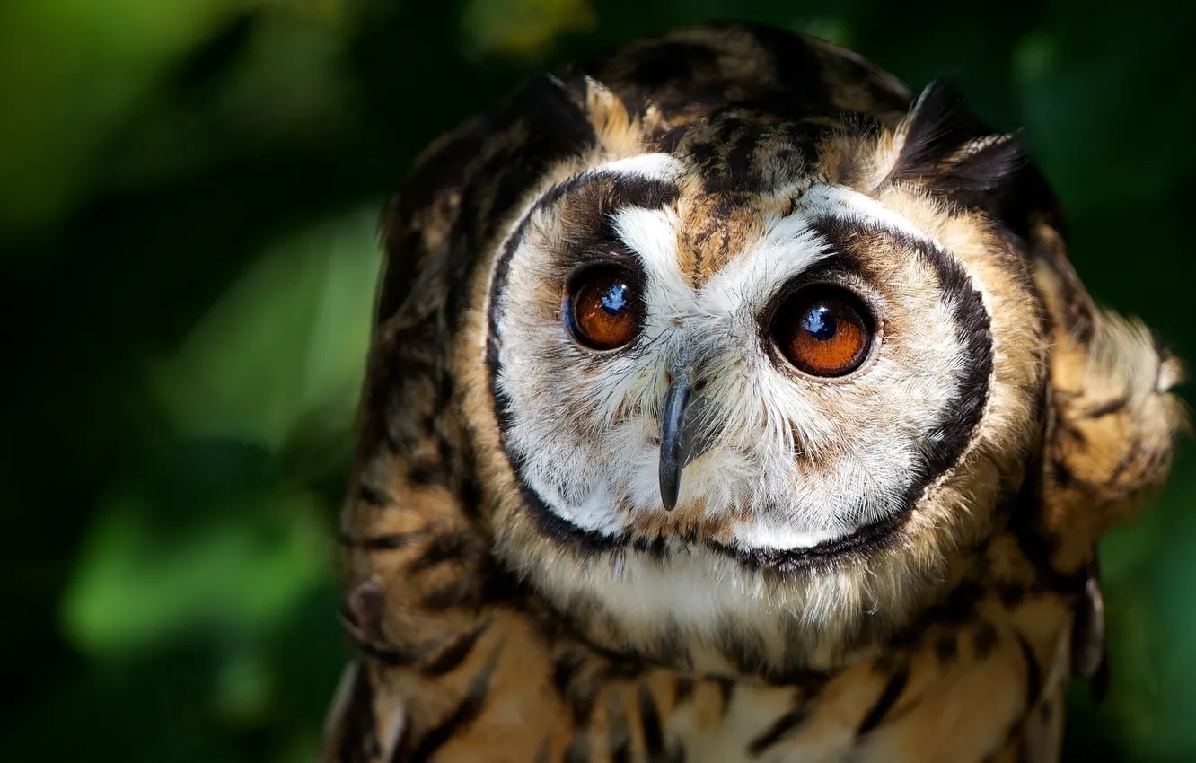 Photo wallpaper look, owl, bird