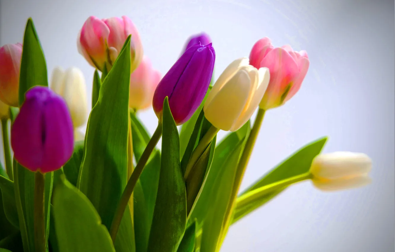 Photo wallpaper leaves, bouquet, petals, tulips