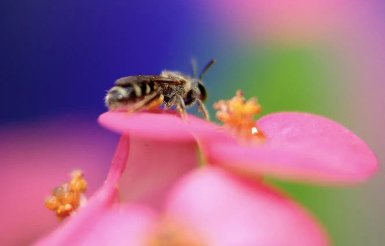 Photo wallpaper flowers, bee, color