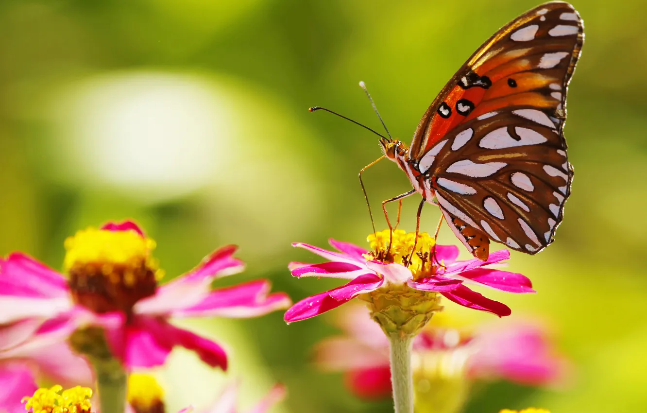 Photo wallpaper flowers, butterfly, wings, petals, insect, moth