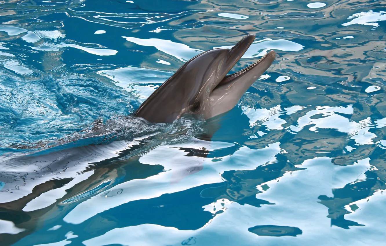 Photo wallpaper sea, water, dolphins