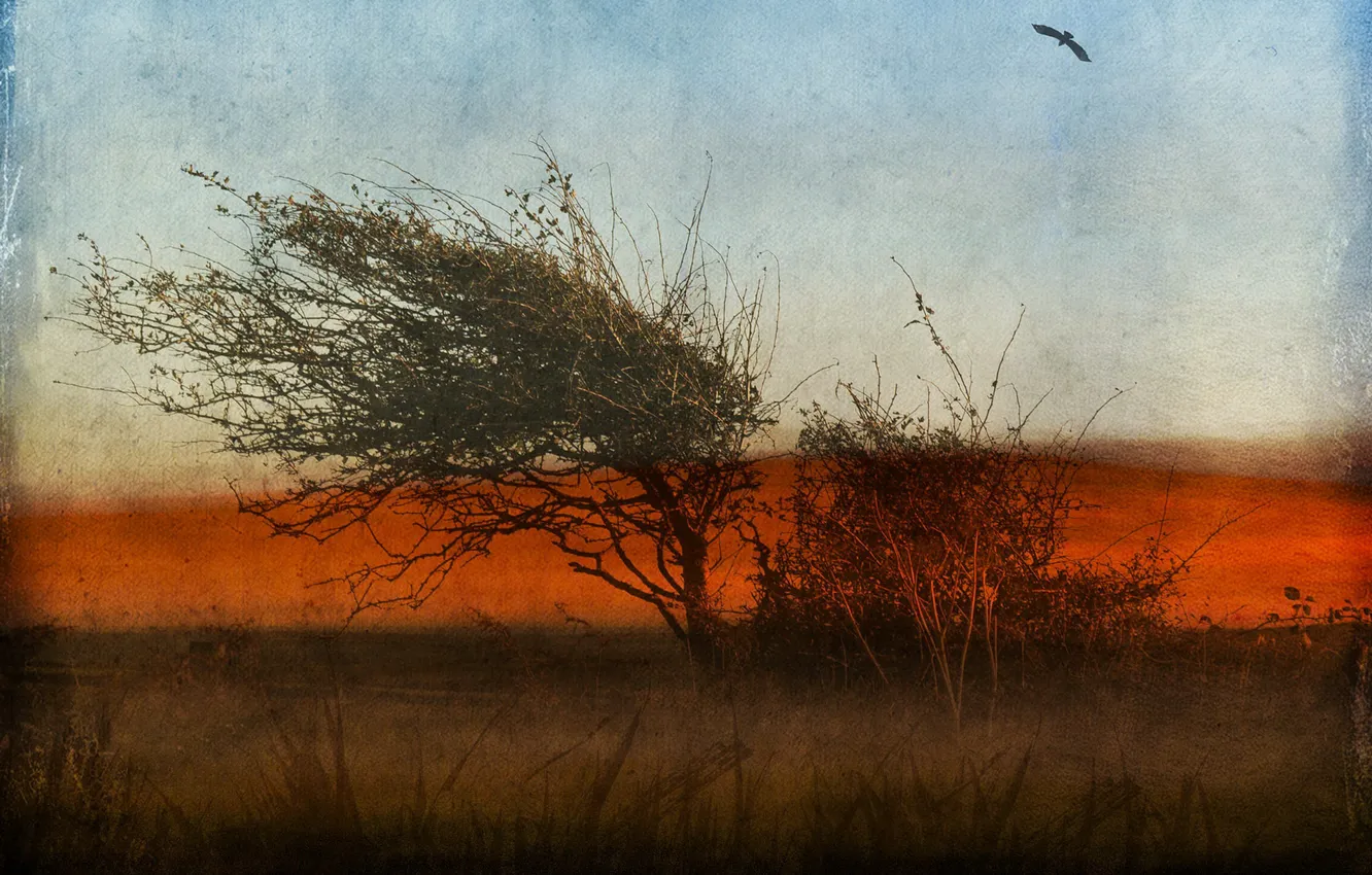 Photo wallpaper tree, bird, texture