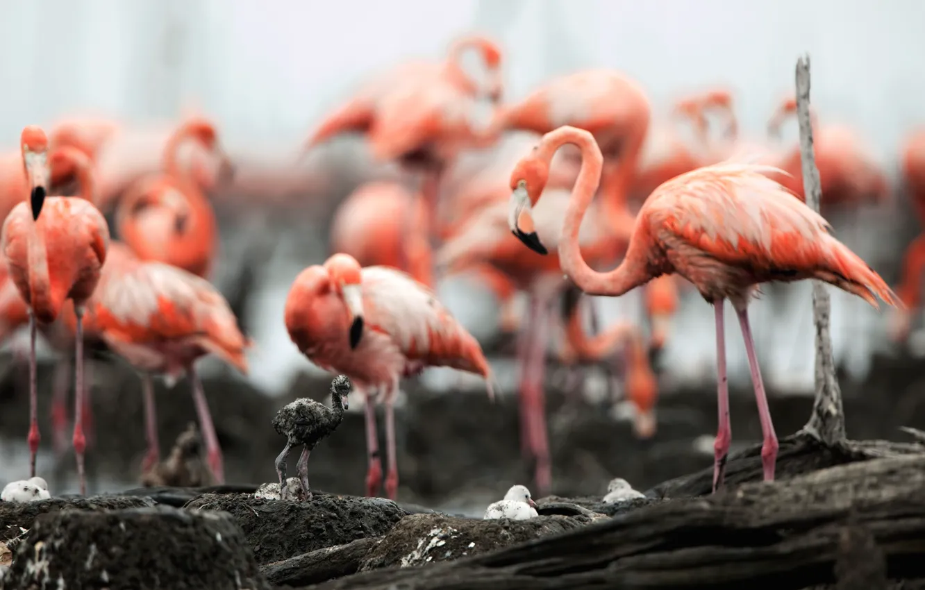 Photo wallpaper birds, feathers, Flamingo