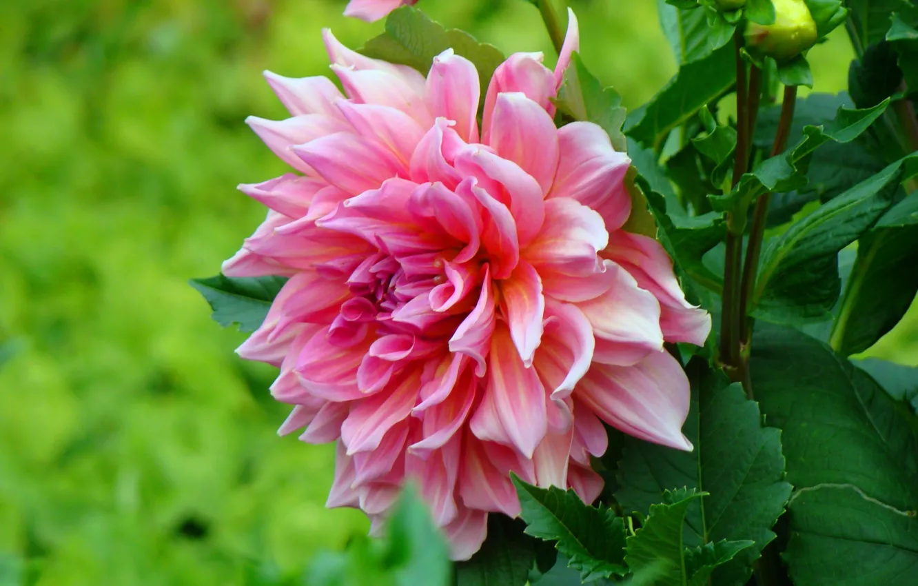 Photo wallpaper greens, summer, flowers, petals, pink, dahlias