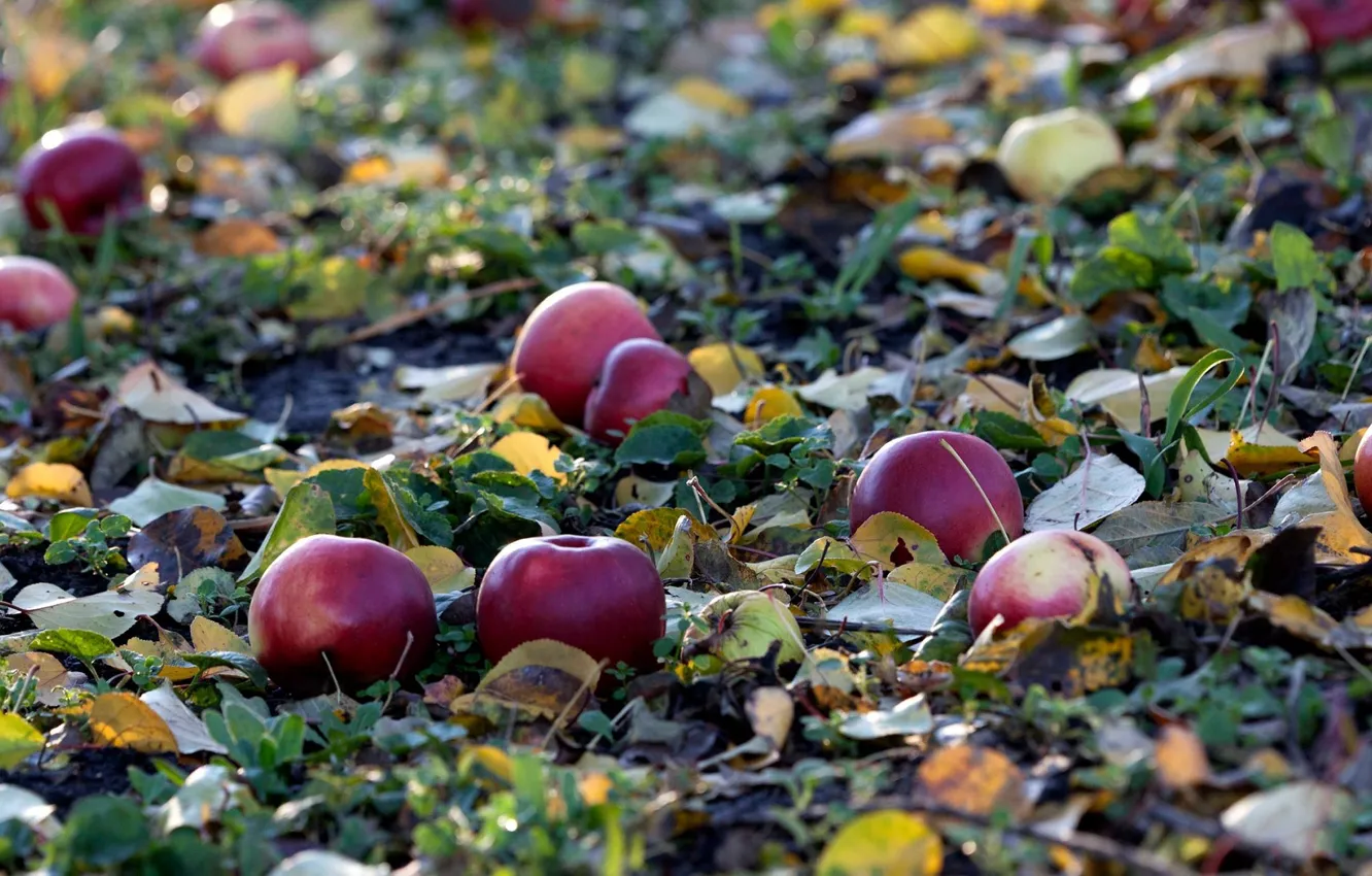 Photo wallpaper autumn, apples, fallen leaves