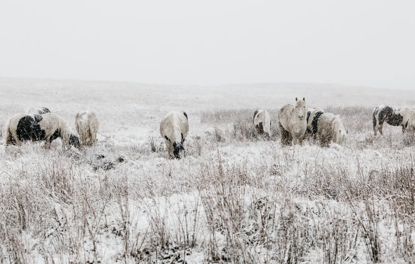Photo wallpaper winter, field, look, face, snow, nature, horse, vegetation