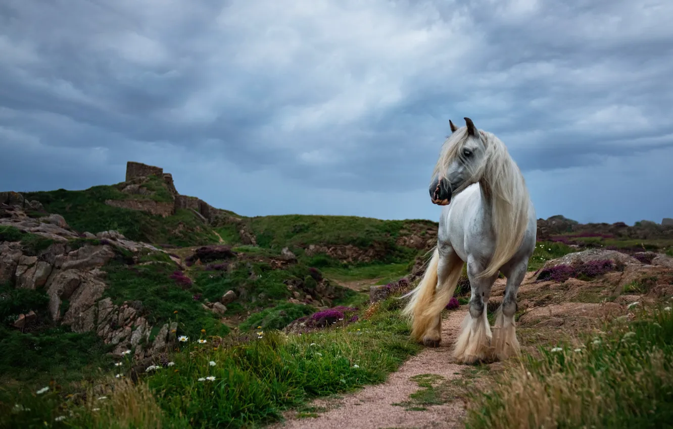 Photo wallpaper white, the sky, grass, clouds, nature, stones, horse, horse