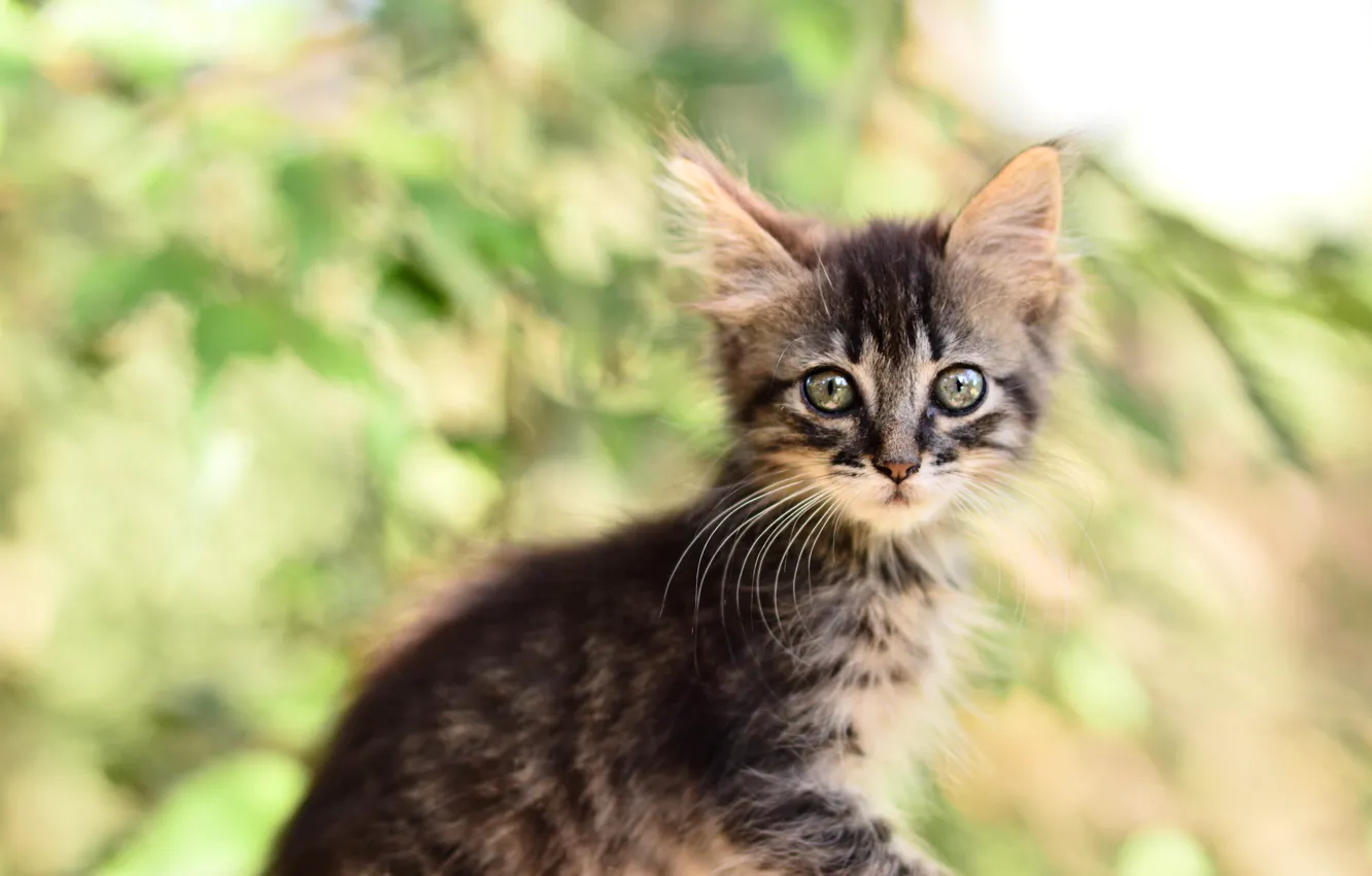 Photo wallpaper cat, leaves, nature, grey, portrait, fluffy, baby, muzzle