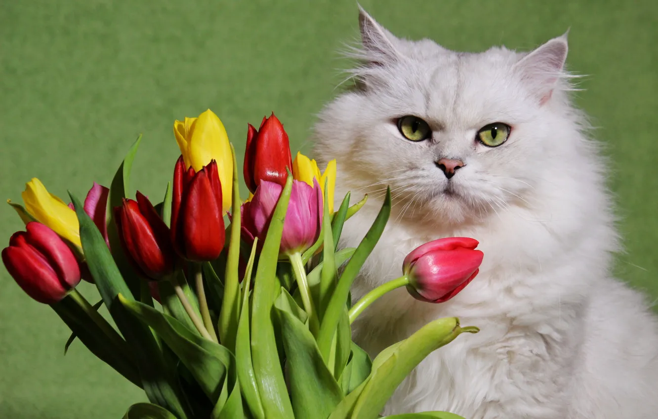 Photo wallpaper white, flowers, fluffy, Cat, tulips