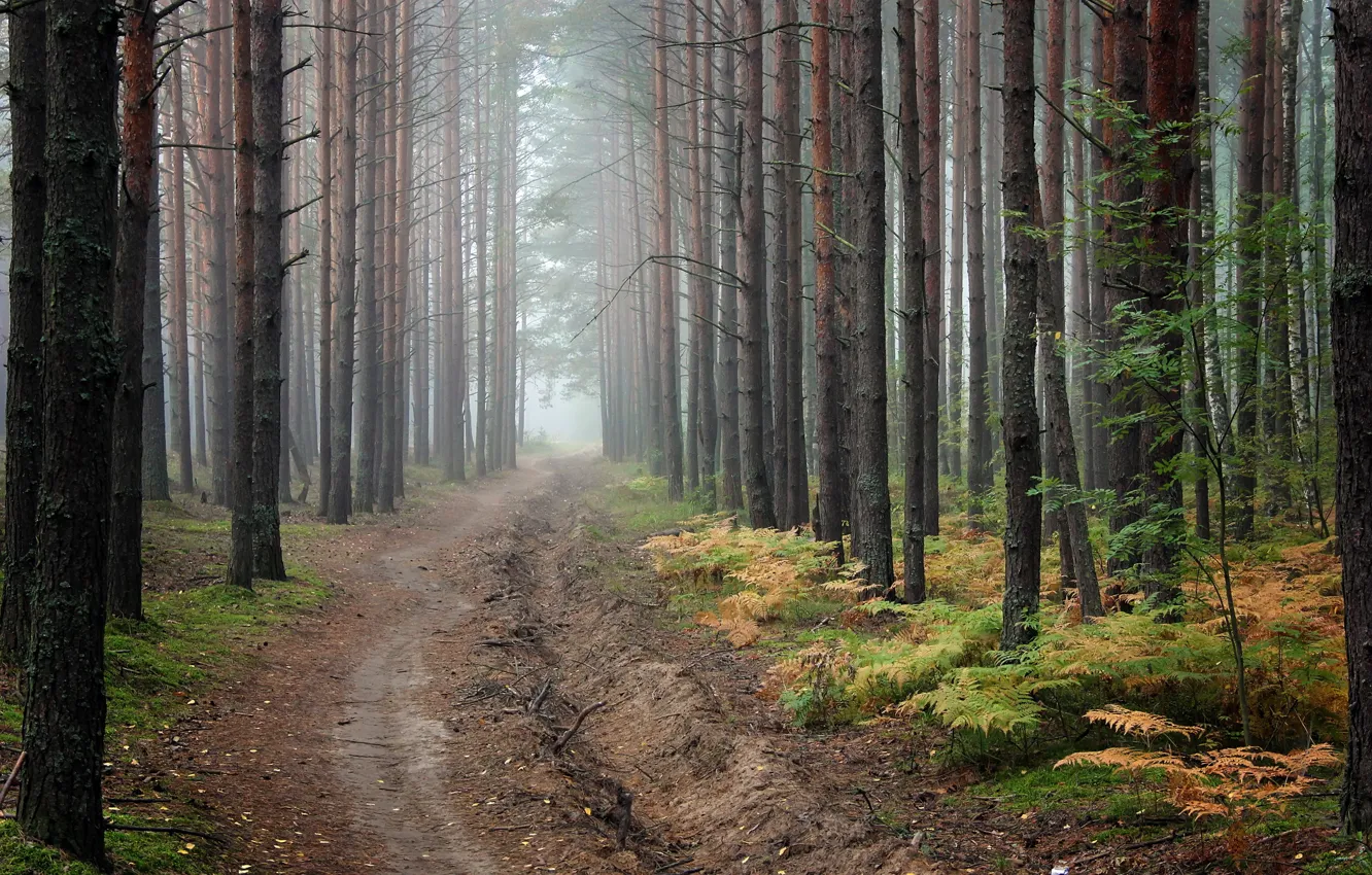 Photo wallpaper road, forest, nature