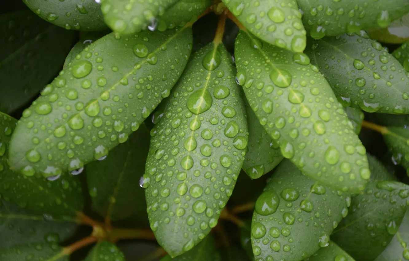 Photo wallpaper greens, leaves, drops, macro, green, rain, linux, Linux