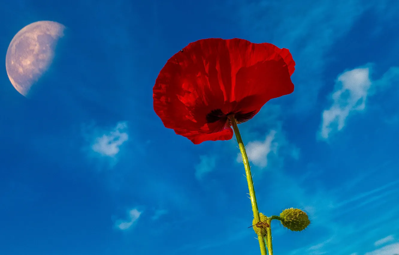 Photo wallpaper the sky, the moon, Mac