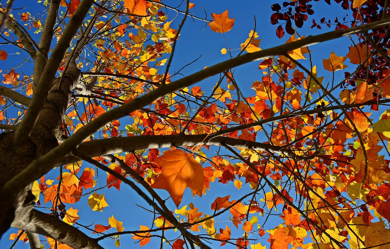 Photo wallpaper autumn, the sky, leaves, nature, tree, branch, Nature, sky