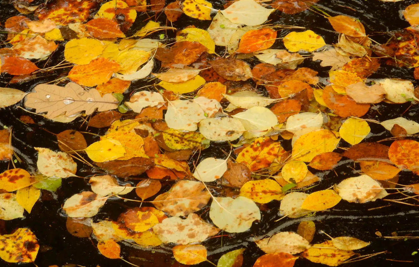Photo wallpaper autumn, leaves, sheet, stream, widescreen, Wallpaper, stream, wallpaper