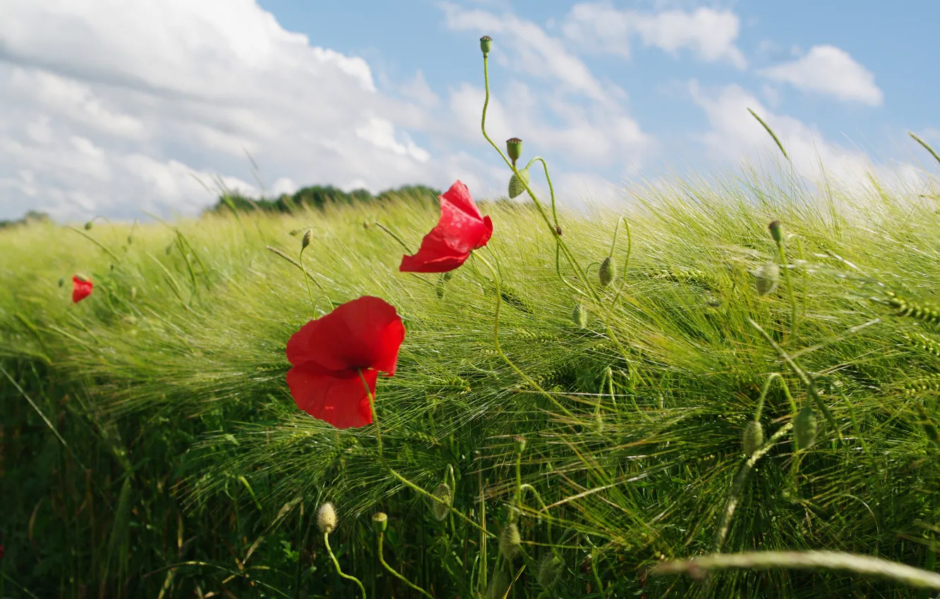 Photo wallpaper field, grass, flowers, plant, Maki, meadow