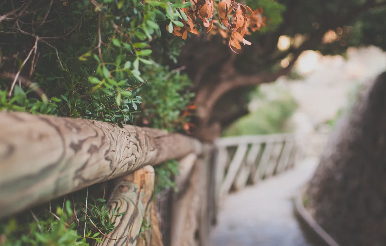 Photo wallpaper leaves, trees, nature, background, Wallpaper, foliage, the fence, path