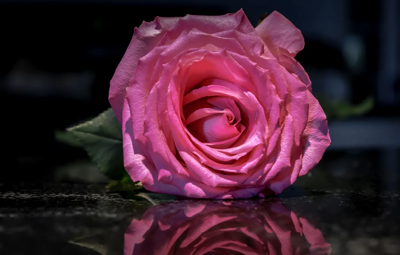 Photo wallpaper flower, water, macro, reflection, background, pink, dark, rose