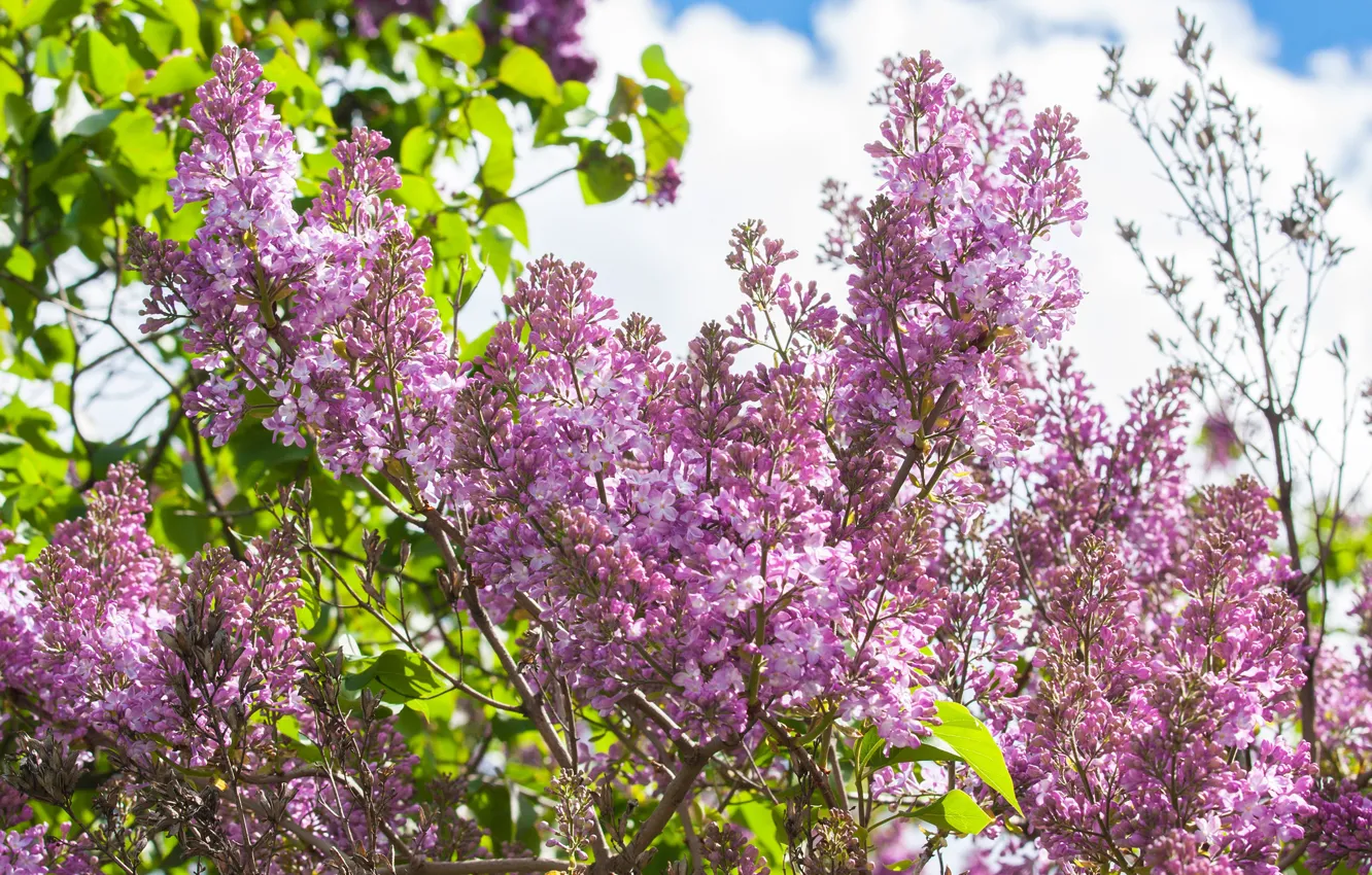 Photo wallpaper leaves, the sun, clouds, trees, flowers, branches, spring, lilac