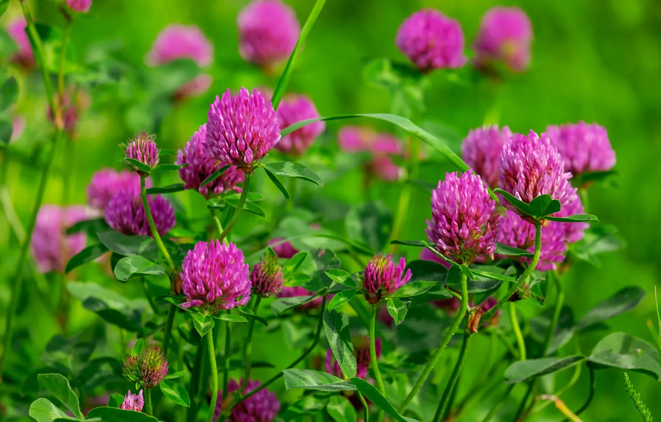 Photo wallpaper greens, summer, flowers, spring, clover, pink