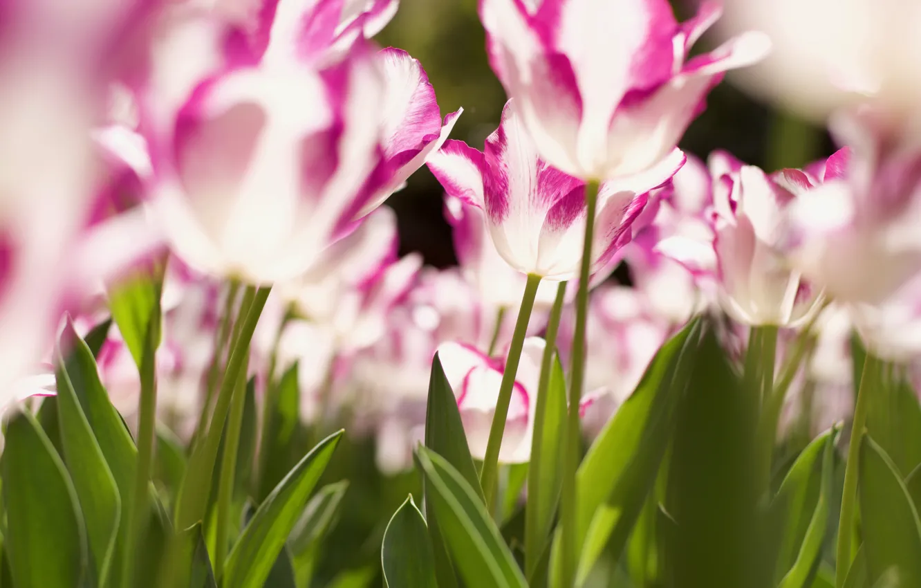 Photo wallpaper leaves, flowers, blur, spring, petals, stem, tulips, pink