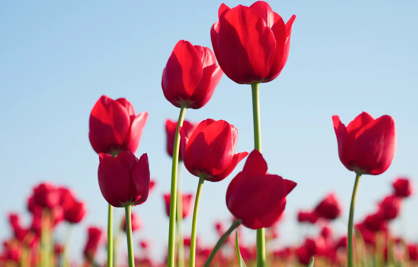Photo wallpaper the sky, nature, petals, stem, tulips