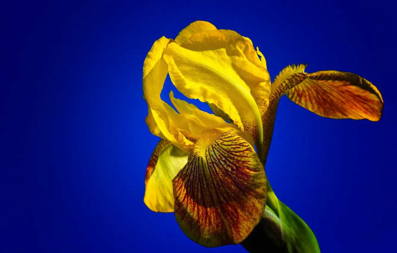 Photo wallpaper the sky, flowers, background, petals, iris