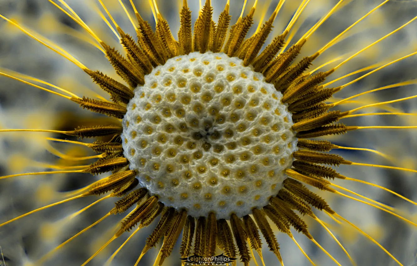 Photo wallpaper flowers, seeds, тechnetium