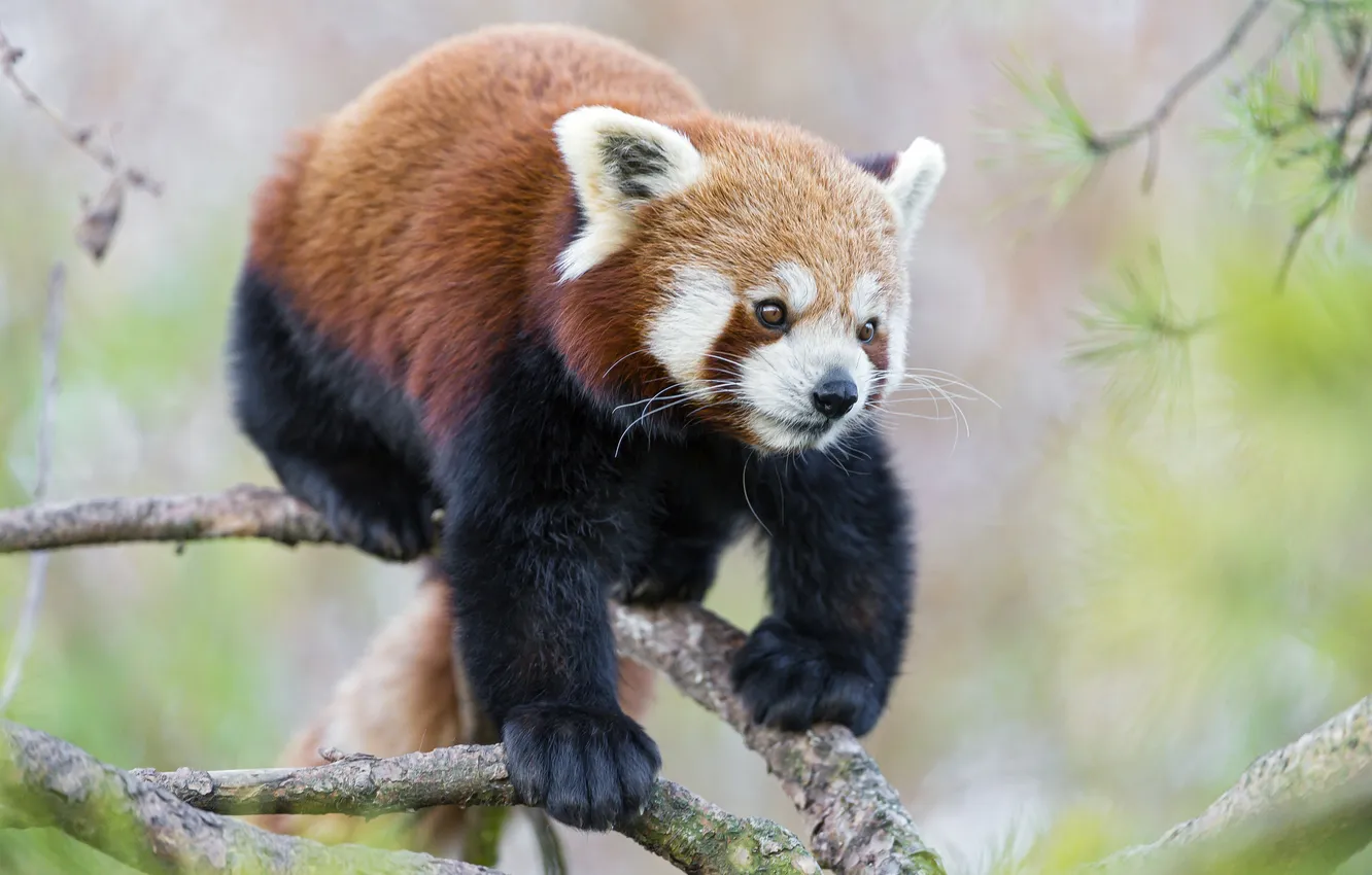Photo wallpaper branches, red Panda, firefox, pine, ©Tambako The Jaguar