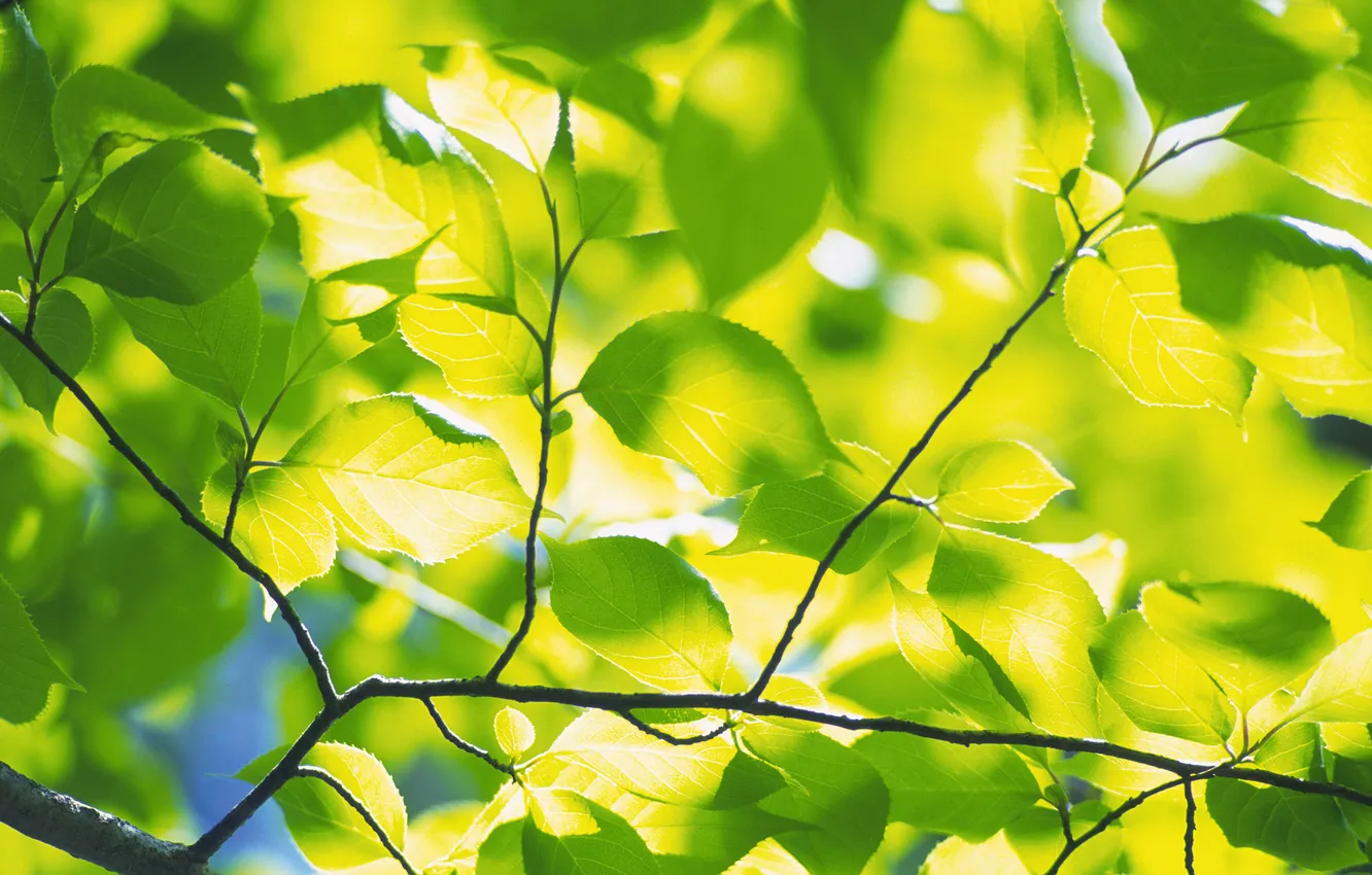 Photo wallpaper summer, leaves, green, leaves