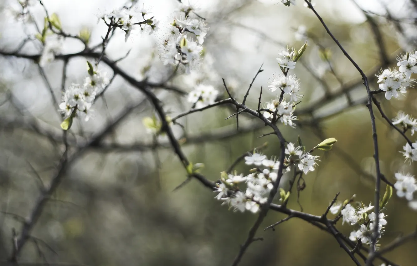 Photo wallpaper macro, trees, flowers, branches, nature, cherry, spring, petals