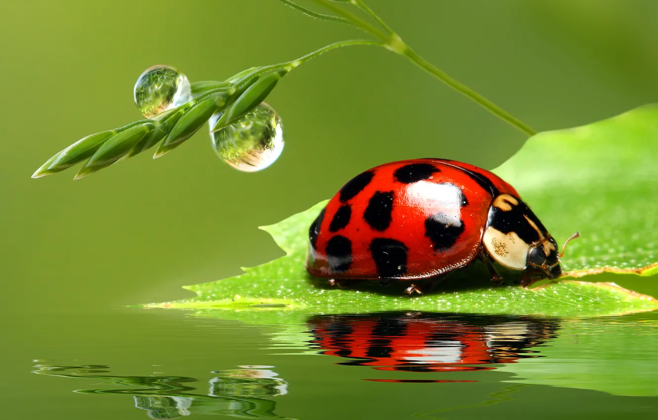 Photo wallpaper water, drops, ladybug, spikelets, leaf