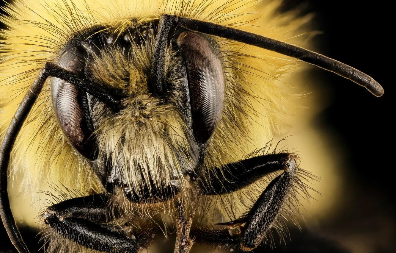 Photo wallpaper eyes, insect, antennae, Bombus