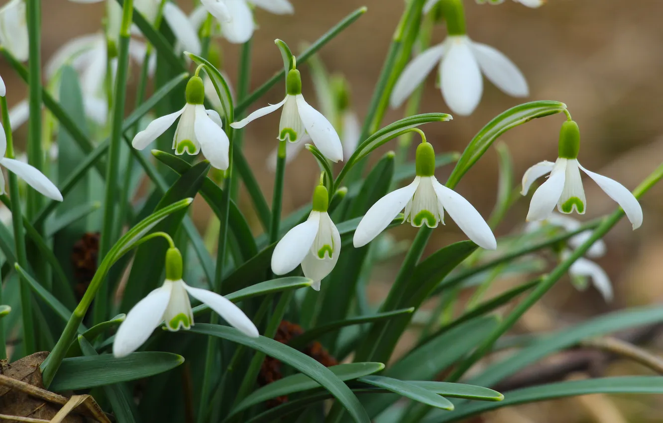Photo wallpaper flower, spring, snowdrops, blooming