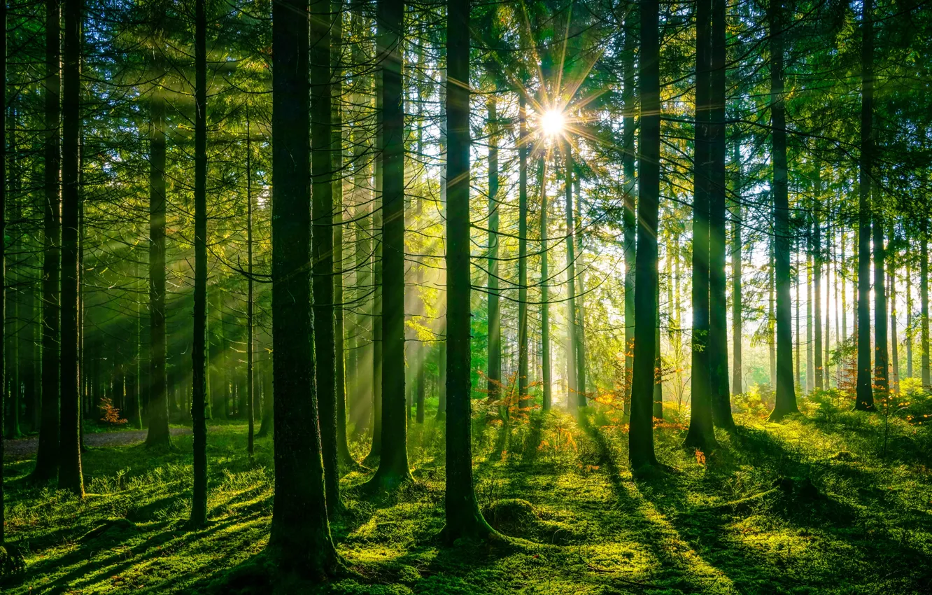 Photo wallpaper greens, forest, grass, the sun, rays, trees, moss, Germany