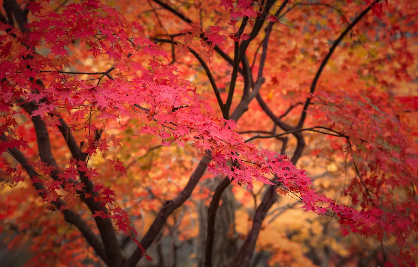 Photo wallpaper trees, foliage, red leaves, Autumn in South Korea, Kaznov Stanislav
