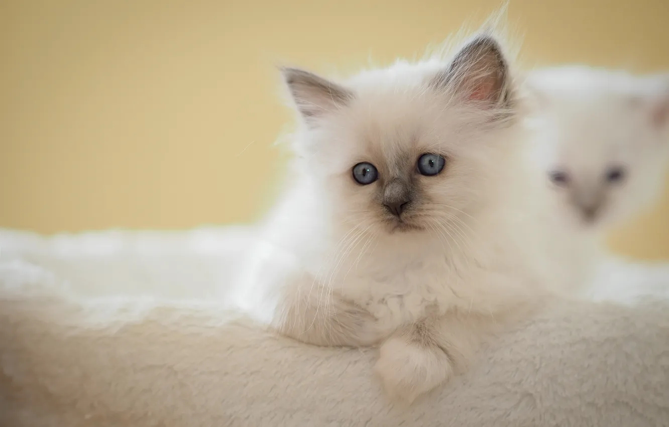 Photo wallpaper white, look, pose, background, baby, muzzle, lies, kitty