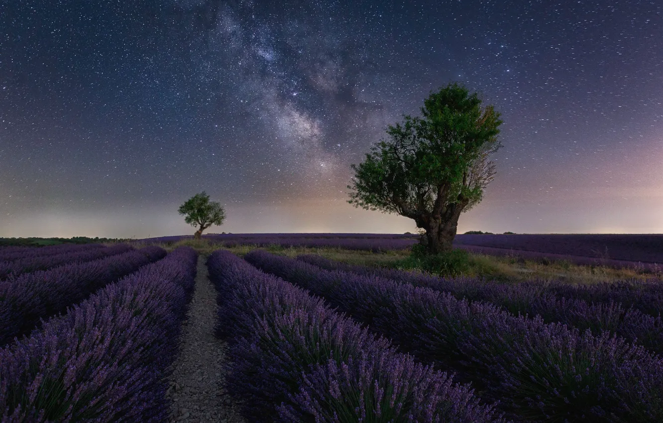 Photo wallpaper trees, night, lavender, lavender field