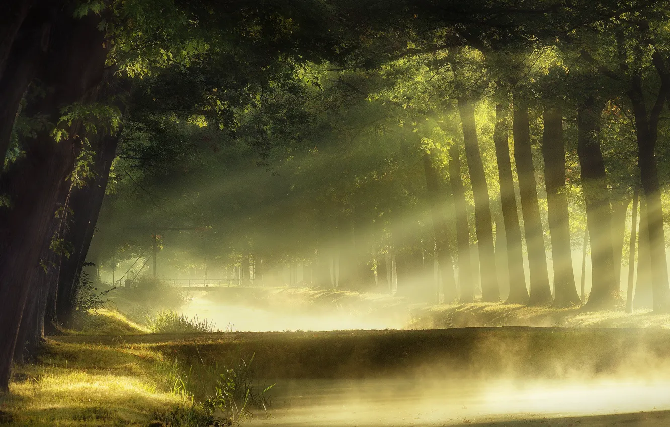 Photo wallpaper forest, rays, light, pond, Park, channel, pond, Bank