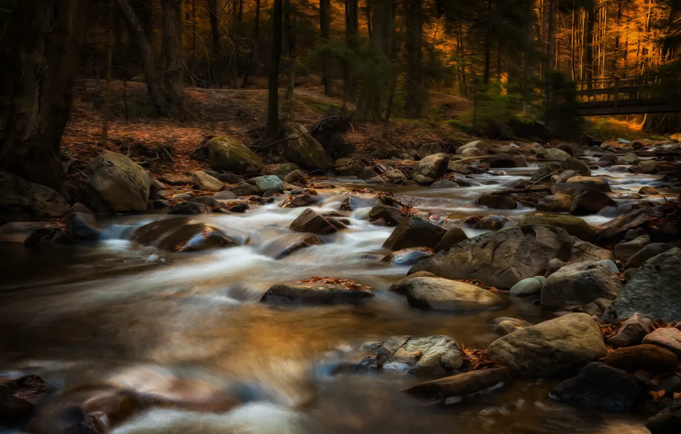 Photo wallpaper autumn, forest, river