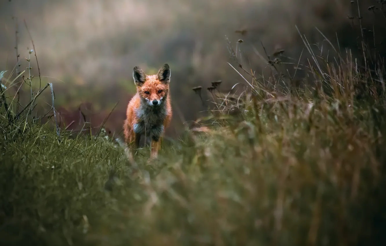 Photo wallpaper nature, Fox, beast